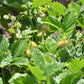 100 YELLOW WONDER STRAWBERRY Everbearing Heirloom Alpine Fragaria Vesca Yellow Berry Fruit Seeds