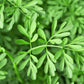 50 YELLOW RUE Herb of Grace Common Ruta Graveolens Fragrant Evergreen Flower Seeds
