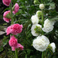 50 Dwarf Double HOLLYHOCK MAJORETTE MIX Alcea Rosea Red Pink White Maroon Yellow Mixed Color Flower Seeds