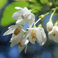50 WASHINGTON HAWTHORN Crataegus Phaenopyrum Mayflower Shrub Tree Edible Fruit & White Flowers Seeds
