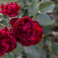 5 BURGUNDY CLIMBING ROSE Red Rosa Bush Vine Climber Fragrant Flower Seeds