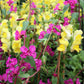 500 MIXED ELEGANT CLARKIA Mountain Garland Elegans Pink Purple Red Mix Flower Seeds