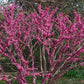 40 CHINESE REDBUD Cercis Chinensis Shrub Small Tree Pink Purple Flower Seeds
