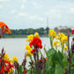 5 MIXED CANNA LILY Generalis Mix Colors Red Yellow Hummingbird Flower Seeds