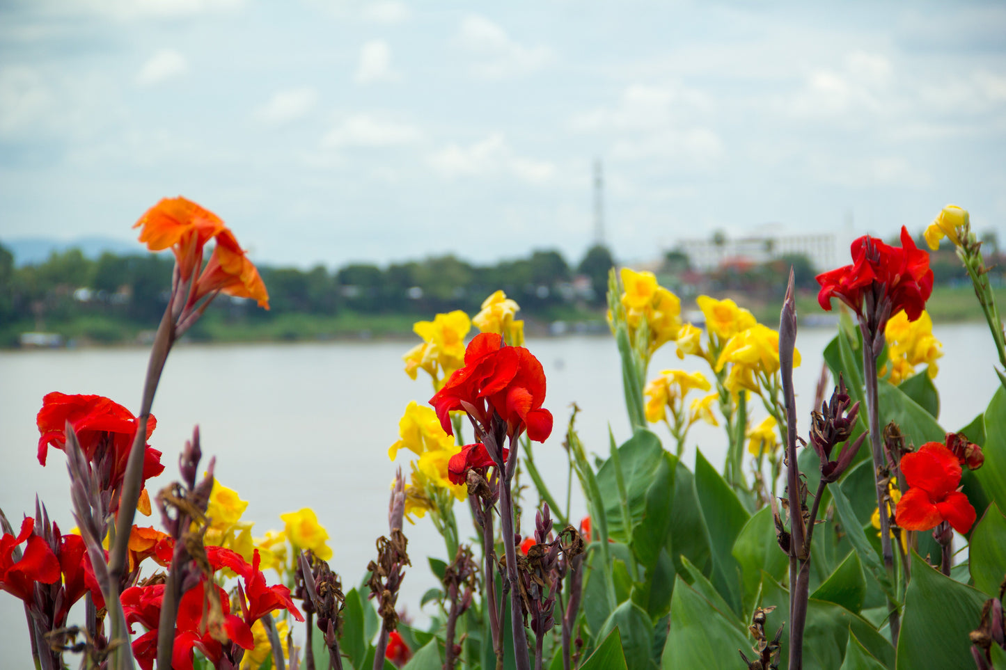 5 MIXED CANNA LILY Generalis Mix Colors Red Yellow Hummingbird Flower Seeds
