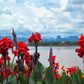 5 RED CANNA LILY Indian Shot Canna Indica Flower Seeds