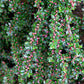 20 BEARBERRY Arctostaphylos Uva-Ursi Kinnikinnick Pinemat Manzanita Flower Seeds
