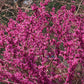 40 CHINESE REDBUD Cercis Chinensis Shrub Small Tree Pink Purple Flower Seeds