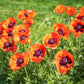 1000 MIXED Colors ORIENTAL POPPY Papaver Orientale Flower Seeds
