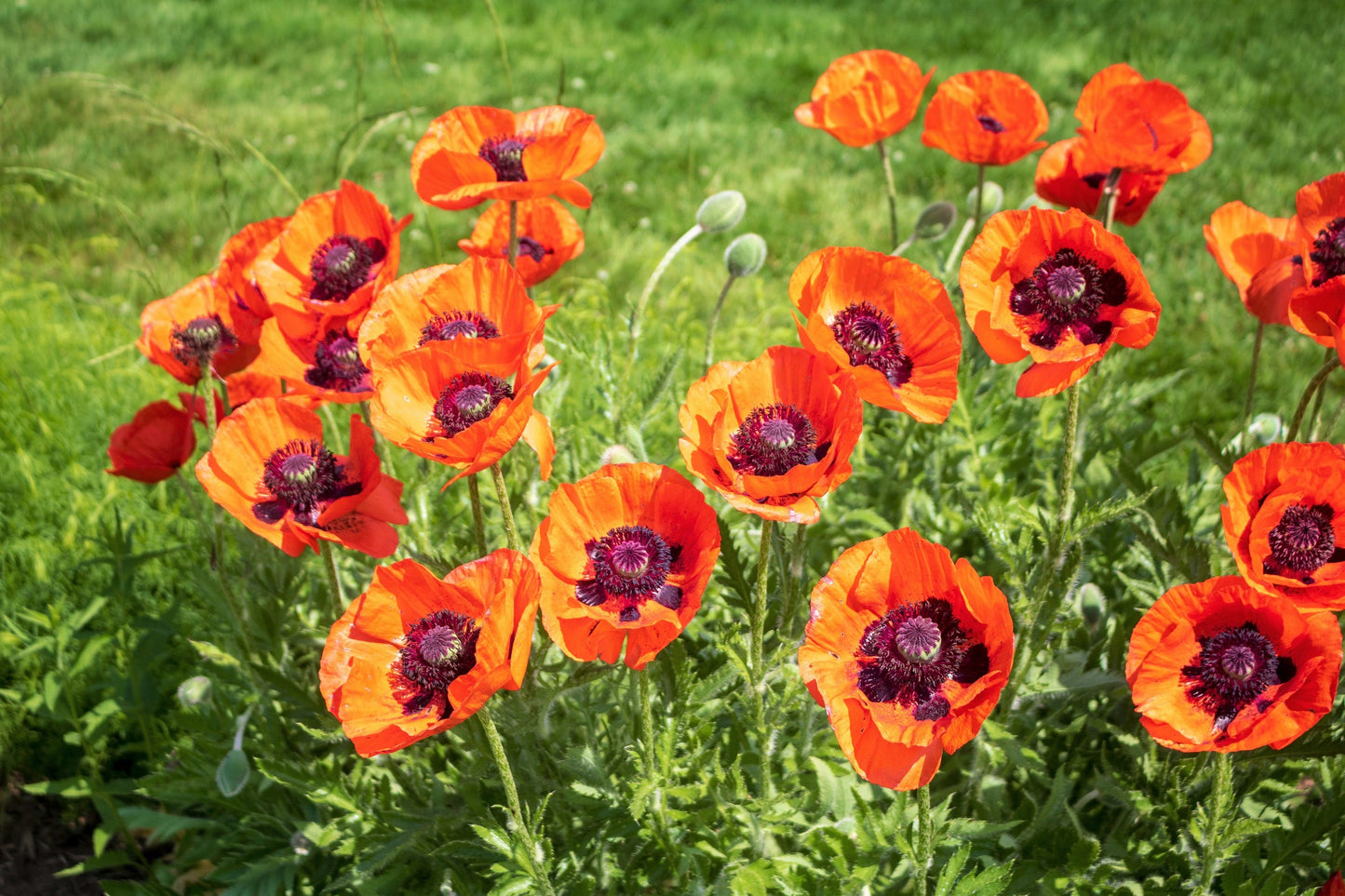1000 MIXED Colors ORIENTAL POPPY Papaver Orientale Flower Seeds