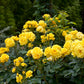 5 YELLOW ROSE Rosa Bush Shrub Perennial Flower Seeds