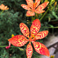 10 FRECKLEFACE BLACKBERRY LILY (Leopard Lily) Belamcanda Chinensis Iris Domestica Flower Seeds