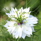 500 White LOVE IN A MIST ( Fennel Flower ) Nigella Damascena Flower Seeds