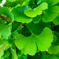10 GINKGO BILOBA Maidenhair Tree Yellow Fall Orange "Fruit" Herb Seeds