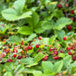 100 VESCA BARON STRAWBERRY Solemacher Berry Fragari Fruit Seeds