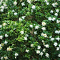 50 GARDENIA Jasminoides / CAPE JASMINE Fragrant White Shrub Houseplant Flower Seeds