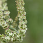 200 LARGE LEAF SORREL (Garden Sorrel / Spinach Dock / Redshank) Rumex Acetosa Vegetable Seeds