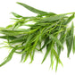 100 TARRAGON -  Kitchen / Common / Dragons Wort - Artemisia Dracunculus Flower Culinary Herb Seeds