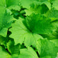 10 VANILLA LEAF Achlys Triphylla Deer Foot Vanillaleaf Fragrant Foliage White Shade Groundcover Flower Seeds