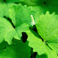 10 VANILLA LEAF Achlys Triphylla Deer Foot Vanillaleaf Fragrant Foliage White Shade Groundcover Flower Seeds