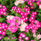 100 Mixed Colors DRUMMOND PHLOX MIX Pink, Red, White, Purple Phlox Drummondii Flower Seeds