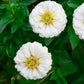 250 White POLAR BEAR ZINNIA Elegans Flower Seeds