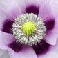 350 TASMANIAN Purple & White POPPY Papaver Somniferum Flower Seeds