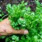 1000 CILANTRO / CORRIANDER / Chinese PARSLEY Coriandrum Sativum Herb Flower Seeds