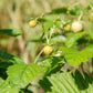 100 YELLOW WONDER STRAWBERRY Everbearing Heirloom Alpine Fragaria Vesca Yellow Berry Fruit Seeds