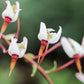 100 Perennial CRANBERRY American Vaccinium Macrocarpon Red Fruit Bush Seeds