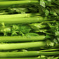 1000 TENDERCRISP CELERY Stalks & Leaves Apium Graveolens Vegetable Seeds