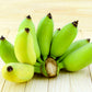5 PLANTAIN BANANA Musa Balbisiana Hardy Red Flowering Sweet Wild Fruit Tree Seeds