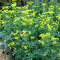 50 YELLOW RUE Herb of Grace Common Ruta Graveolens Fragrant Evergreen Flower Seeds