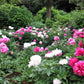 10 TREE PEONY Mountain Paeony Paeonia Suffruticosa Arborea Mixed Colors Red Pink White Purple Yellow Bicolor Flower Shrub Seeds
