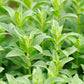 200 PENNYROYAL Mint Mentha Pulegium Herb Purple Flower Seeds