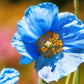 10 BLUE HIMALAYAN POPPY Tibetan Meconopsis Betonicifolia Flower Seeds