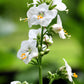 50 WHITE Polemonium Caeruleum JACOB'S LADDER Flower Seeds