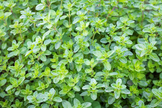 1000 Common GARDEN THYME English, German, French, or Winter Thymus Vulgaris Herb Flower Seeds