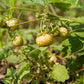 100 YELLOW WONDER STRAWBERRY Everbearing Heirloom Alpine Fragaria Vesca Yellow Berry Fruit Seeds