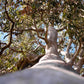 25 RED FOREST GUM Tree Eucalyptus Tereticornis Blue Grey Mountain Flower Seeds