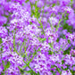 1500 DAMES ROCKET (Danask Violet) Hesperis Matronalis Dame's Purple Flower Seeds