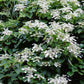 50 JAPANESE HYDRANGEA VINE White Flower Schizophragma Hydrangeoides Seeds