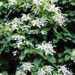 50 JAPANESE HYDRANGEA VINE White Flower Schizophragma Hydrangeoides Seeds