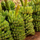 5 PLANTAIN BANANA Musa Balbisiana Hardy Red Flowering Sweet Wild Fruit Tree Seeds