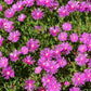 25 Table Mountain ICE PLANT Magenta Fuchsia Delosperma Cooperi Hardy Pink Carpet Flower Seeds