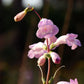 250 LARGE FLOWERED BEARDTONGUE Penstemon Grandiflorus Native Pink Purple Flower Seeds