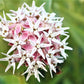 50 SHOWY (Greek) MILKWEED Asclepias Speciosa Flower Seeds