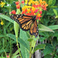 100 SUNSET MILKWEED Asclepias Curassavica Scarlet Blood Flower Red Orange Butterfly Weed Seeds