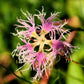 1000 FRINGED PINKS DIANTHUS Superbus White Pink Purple Flower Seeds