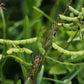 200 SHOWY PINK TREFOIL Stick Tights Desmodium Canadense Flower Seeds